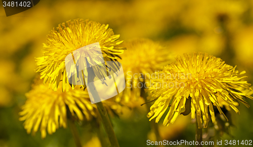 Image of dandelions  