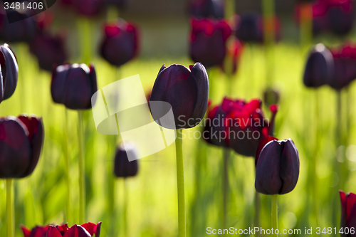 Image of dark tulips  