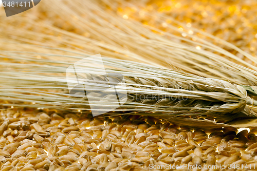 Image of wheat grains  