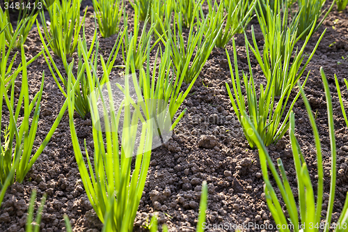 Image of onions field  