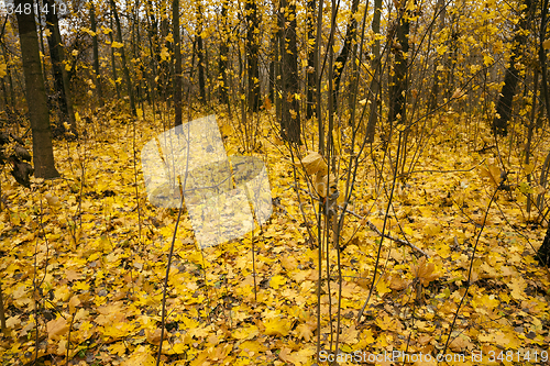 Image of the autumn wood  