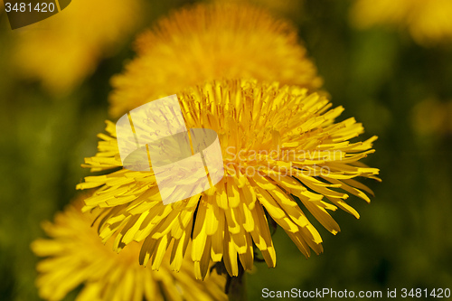 Image of dandelions  