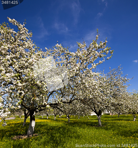 Image of cherry-tree flowers 