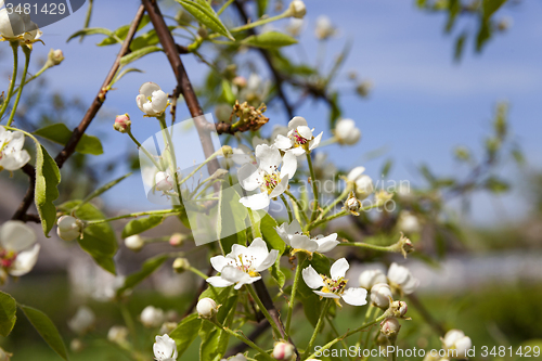 Image of blossoming trees 