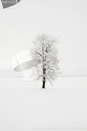 Image of birch. winter 