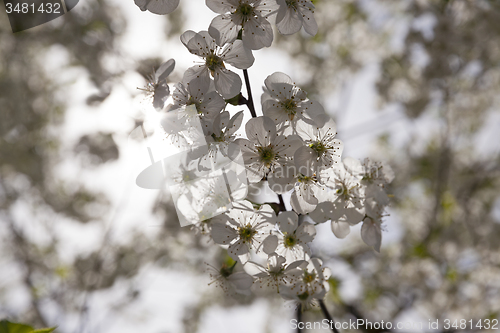 Image of blossoming trees 