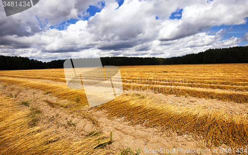 Image of flax harvest  