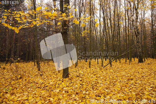 Image of the autumn wood  