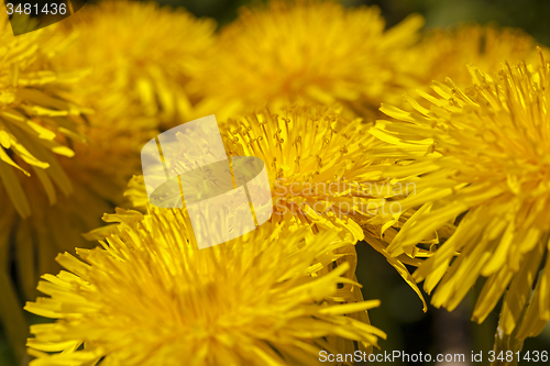 Image of dandelions  