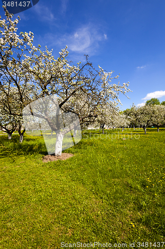 Image of cherry-tree flowers  