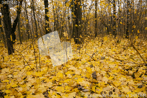 Image of the autumn wood  