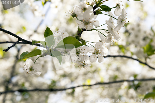 Image of the blossoming fruit-trees  