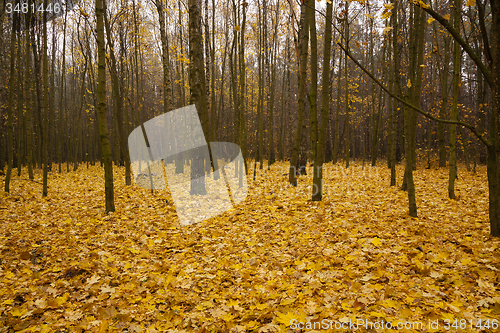 Image of the autumn wood  