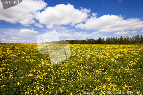 Image of field with dandelions  