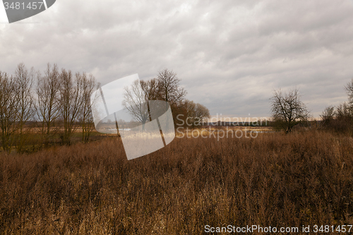 Image of  dried grass