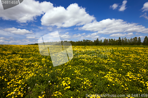 Image of dandelions 