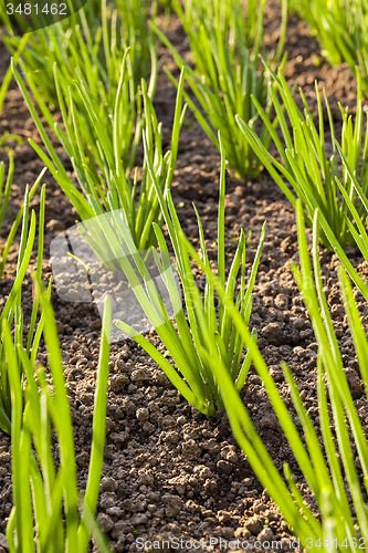 Image of onions field 