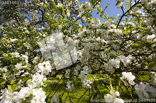 Image of apple-tree flowers  