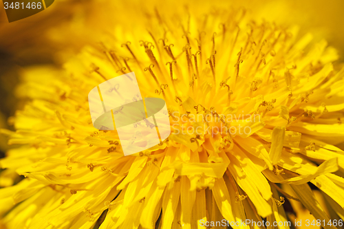 Image of dandelion 