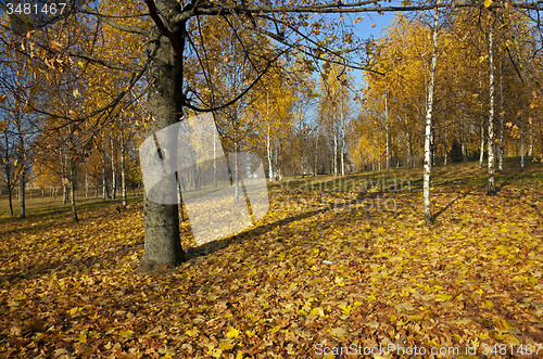 Image of autumn park 