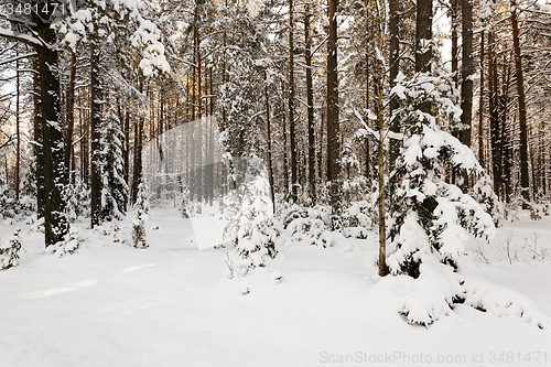 Image of fir-tree in the winter  