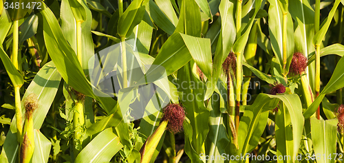 Image of corn field  