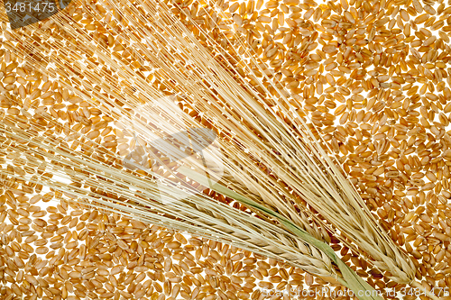 Image of wheat grains  
