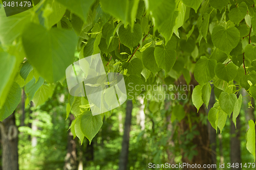 Image of green foliage  