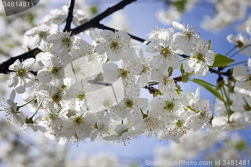 Image of cherry flower  