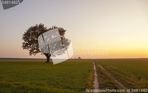 Image of oak. fall