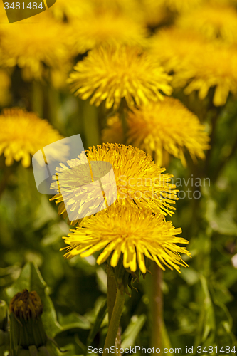 Image of dandelions 