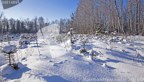 Image of forest plantation 