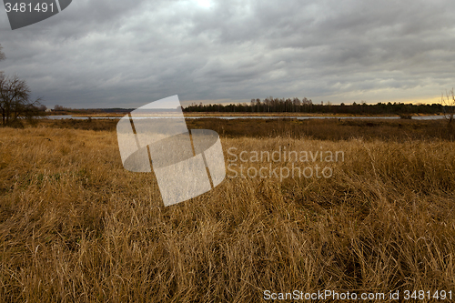 Image of dried grass