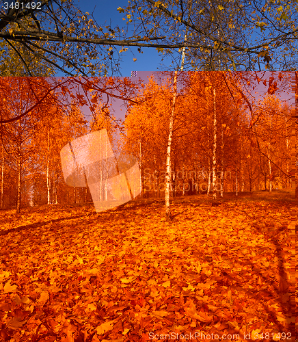 Image of autumn park 