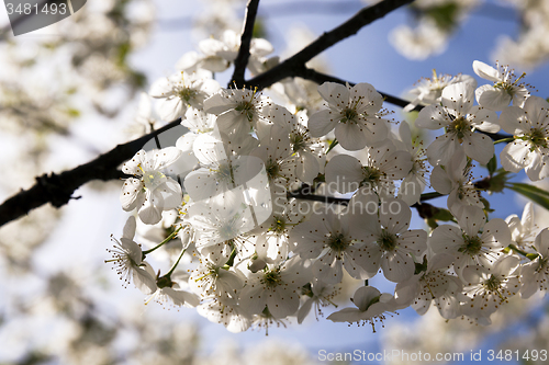 Image of the blossoming fruit-trees   