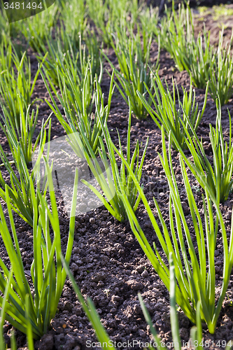 Image of onions field  