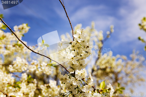 Image of blossoming trees  