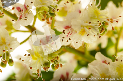 Image of chestnut flower  