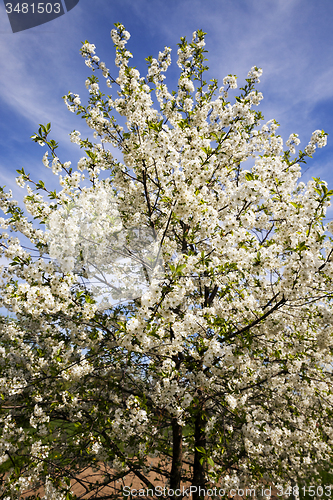 Image of blossoming trees  