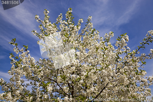 Image of blossoming trees 