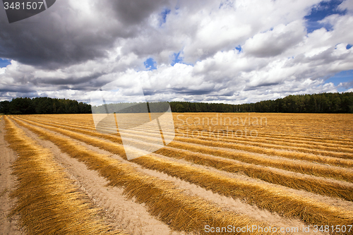 Image of flax harvest  