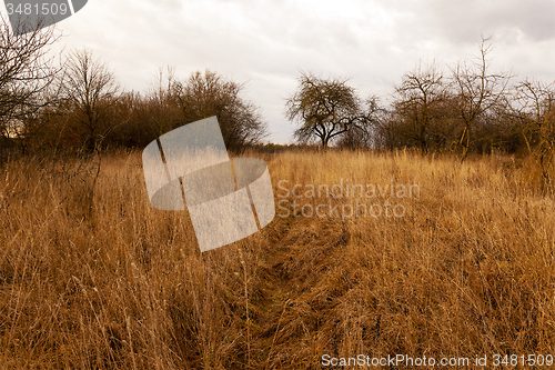 Image of dried grass  