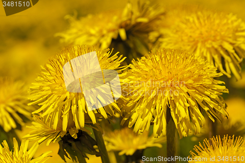 Image of dandelions  