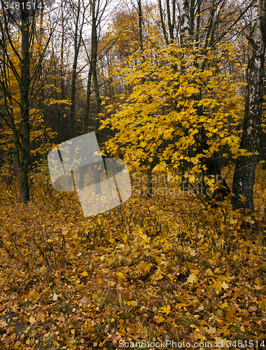 Image of the autumn wood  