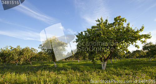 Image of apple-tree garden  