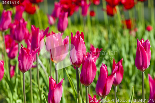 Image of pink  tulips  