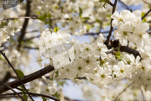 Image of the blossoming fruit-trees  