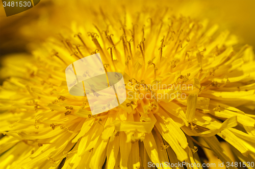 Image of dandelion  