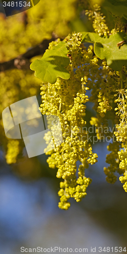 Image of oak flower  