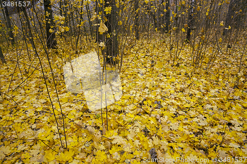 Image of the autumn wood   